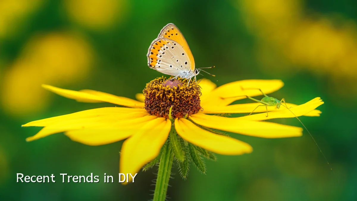 Recent Trends in DIY